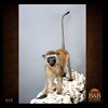 african-primates-taxidermy-010
