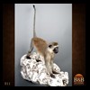 african-primates-taxidermy-011