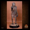 african-primates-taxidermy-012