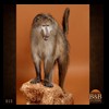 african-primates-taxidermy-015