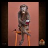 african-primates-taxidermy-019