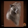 african-primates-taxidermy-020