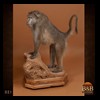 african-primates-taxidermy-021
