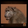 african-primates-taxidermy-022