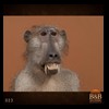 african-primates-taxidermy-023
