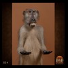 african-primates-taxidermy-024