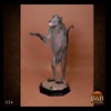 african-primates-taxidermy-026