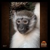 african-primates-taxidermy-027