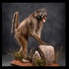 african-primates-taxidermy-030