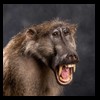 african-primates-taxidermy-031
