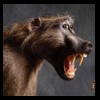 african-primates-taxidermy-032