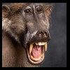 african-primates-taxidermy-034