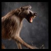 african-primates-taxidermy-035