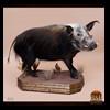african-warthog-bushpig-taxidermy-001