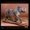 african-warthog-bushpig-taxidermy-003
