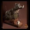 african-warthog-bushpig-taxidermy-004