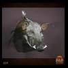 african-warthog-bushpig-taxidermy-009