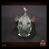 african-warthog-bushpig-taxidermy-010