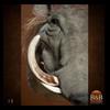 african-warthog-bushpig-taxidermy-013