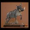 african-warthog-bushpig-taxidermy-014