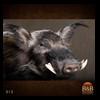 african-warthog-bushpig-taxidermy-015