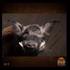 african-warthog-bushpig-taxidermy-017