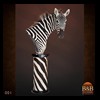 zebra-taxidermy-001