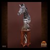 zebra-taxidermy-002