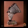 zebra-taxidermy-003