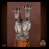 zebra-taxidermy-004