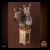 zebra-taxidermy-007
