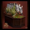 zebra-taxidermy-008