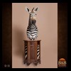 zebra-taxidermy-010