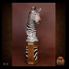 zebra-taxidermy-013