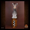 zebra-taxidermy-014