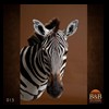 zebra-taxidermy-015
