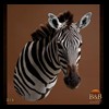 zebra-taxidermy-016