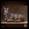 zebra-taxidermy-017