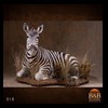 zebra-taxidermy-018