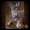 zebra-taxidermy-019