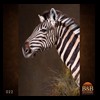 zebra-taxidermy-022