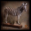 zebra-taxidermy-023