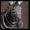 zebra-taxidermy-024