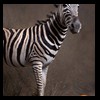 zebra-taxidermy-025