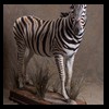 zebra-taxidermy-026