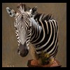 zebra-taxidermy-027