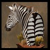 zebra-taxidermy-028