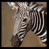 zebra-taxidermy-029