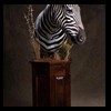 zebra-taxidermy-031