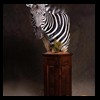 zebra-taxidermy-032
